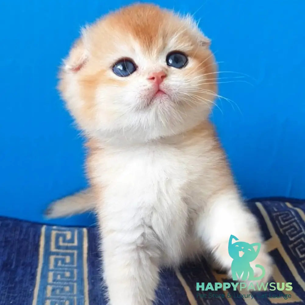 Rain Scottish Fold male black golden chinchilla - live animals