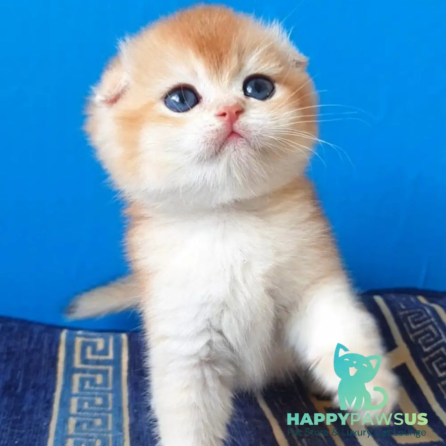 Rain Scottish Fold male black golden chinchilla - live animals