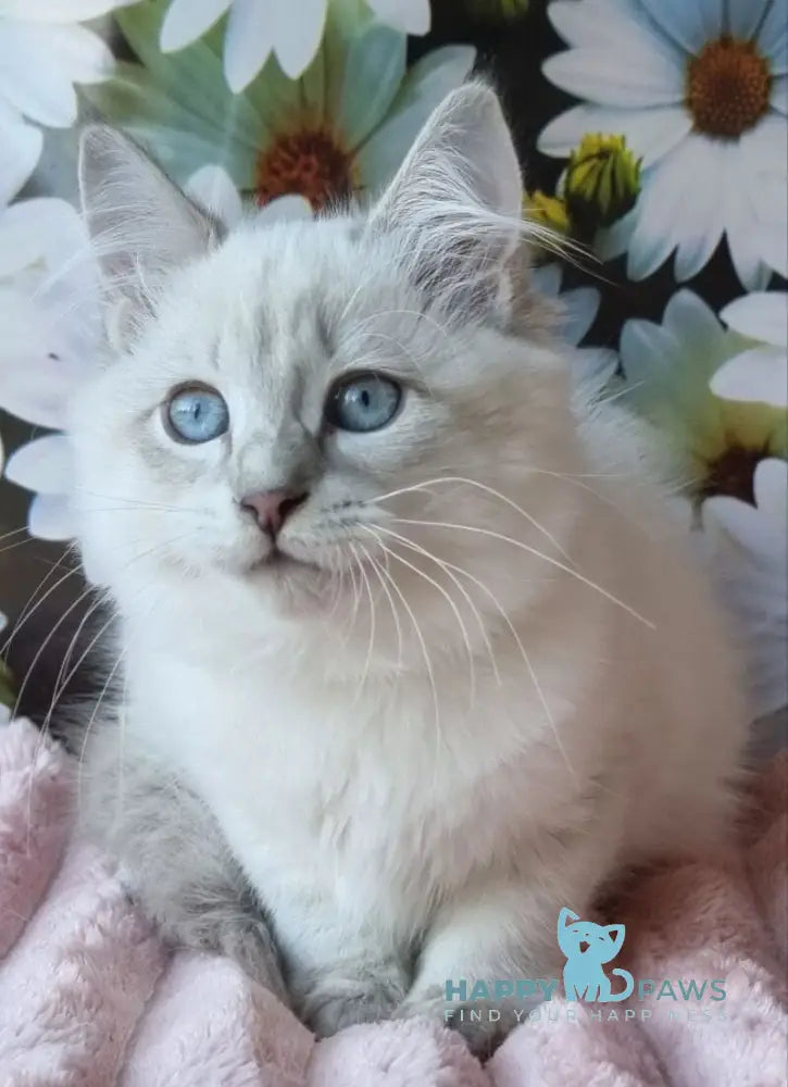 Rainy Siberian female blue tabby pointed with white live animals