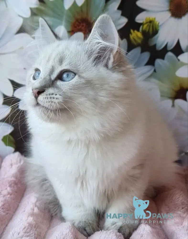 Rainy Siberian female blue tabby pointed with white live animals
