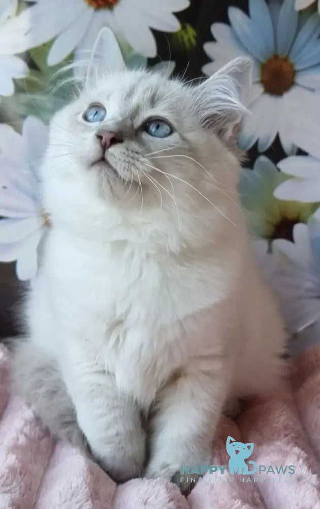 Rainy Siberian female blue tabby pointed with white live animals