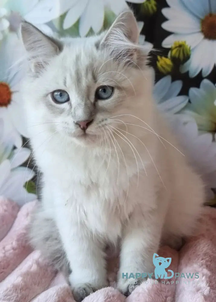Rainy Siberian female blue tabby pointed with white live animals