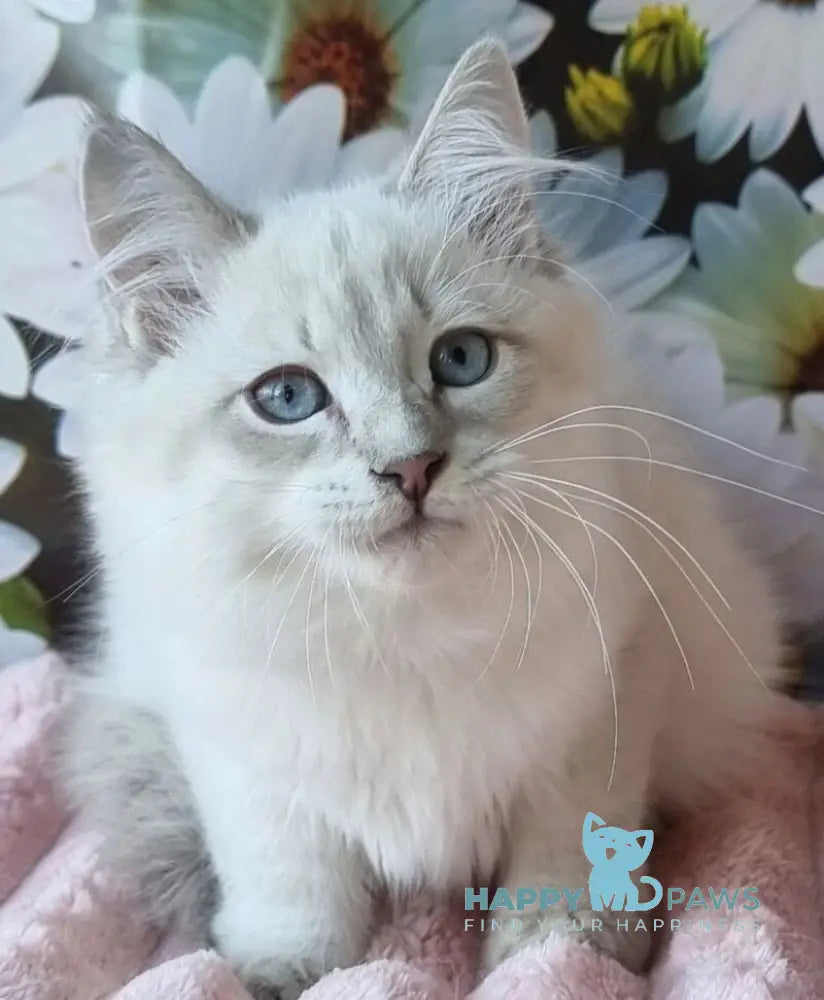 Rainy Siberian female blue tabby pointed with white live animals