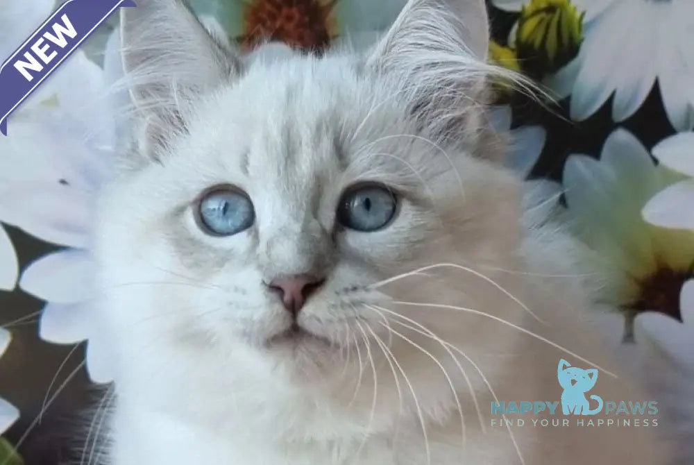 Rainy Siberian female blue tabby pointed with white live animals