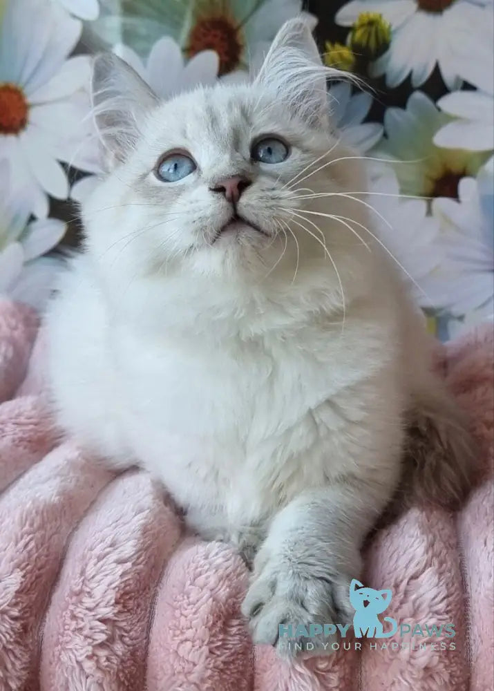 Rainy Siberian female blue tabby pointed with white live animals