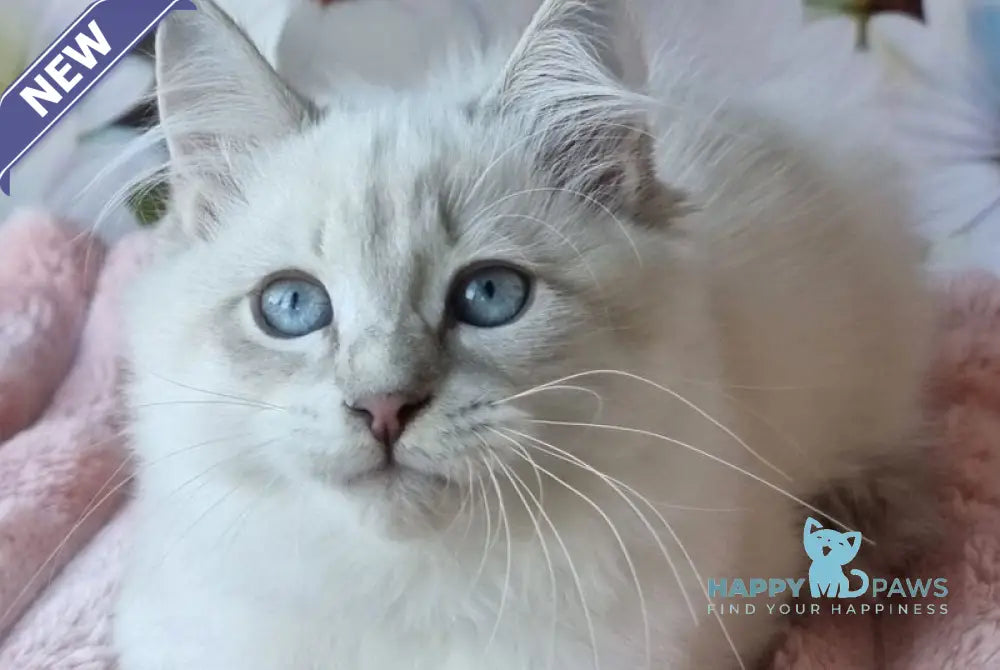 Rainy Siberian female blue tabby pointed with white live animals