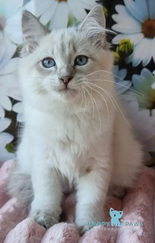 Rainy Siberian female blue tabby pointed with white live animals