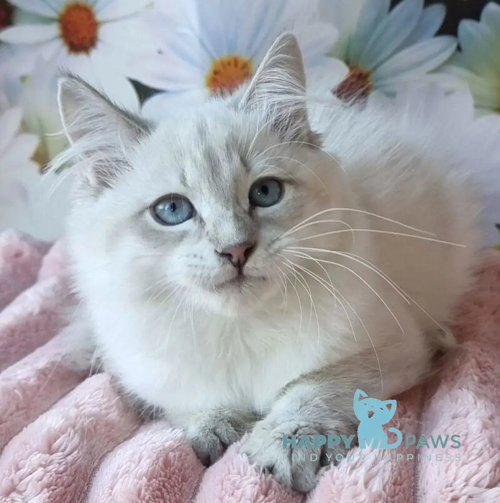 Rainy Siberian female blue tabby pointed with white live animals
