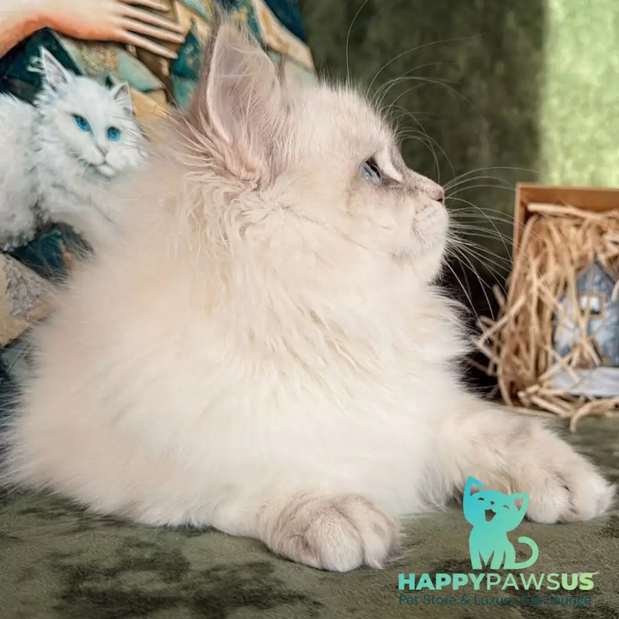 Raisa Siberian male blue tabby pointed - live animals