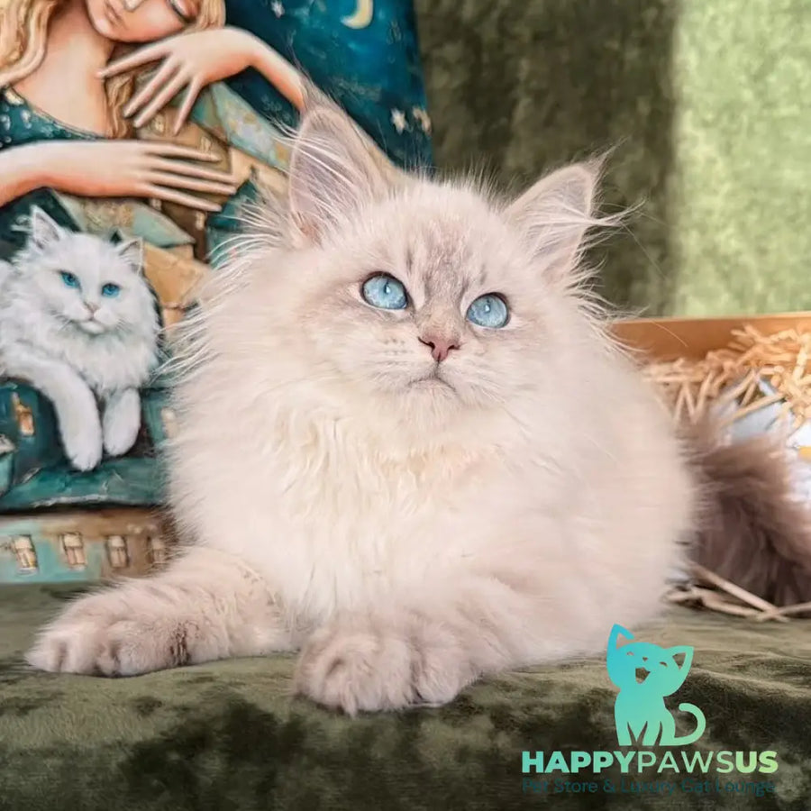 Raisa Siberian male blue tabby pointed - live animals