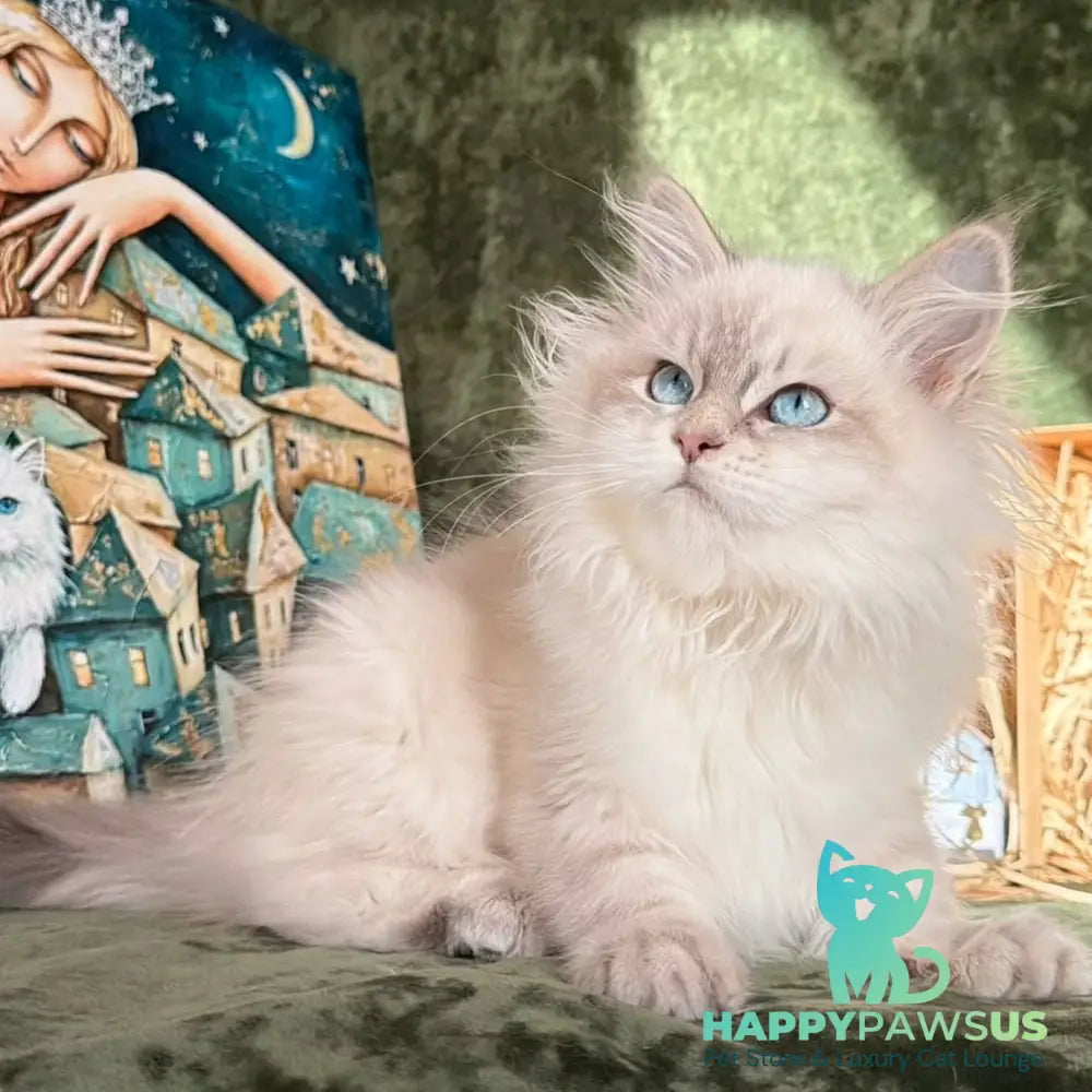 Raisa Siberian male blue tabby pointed - live animals