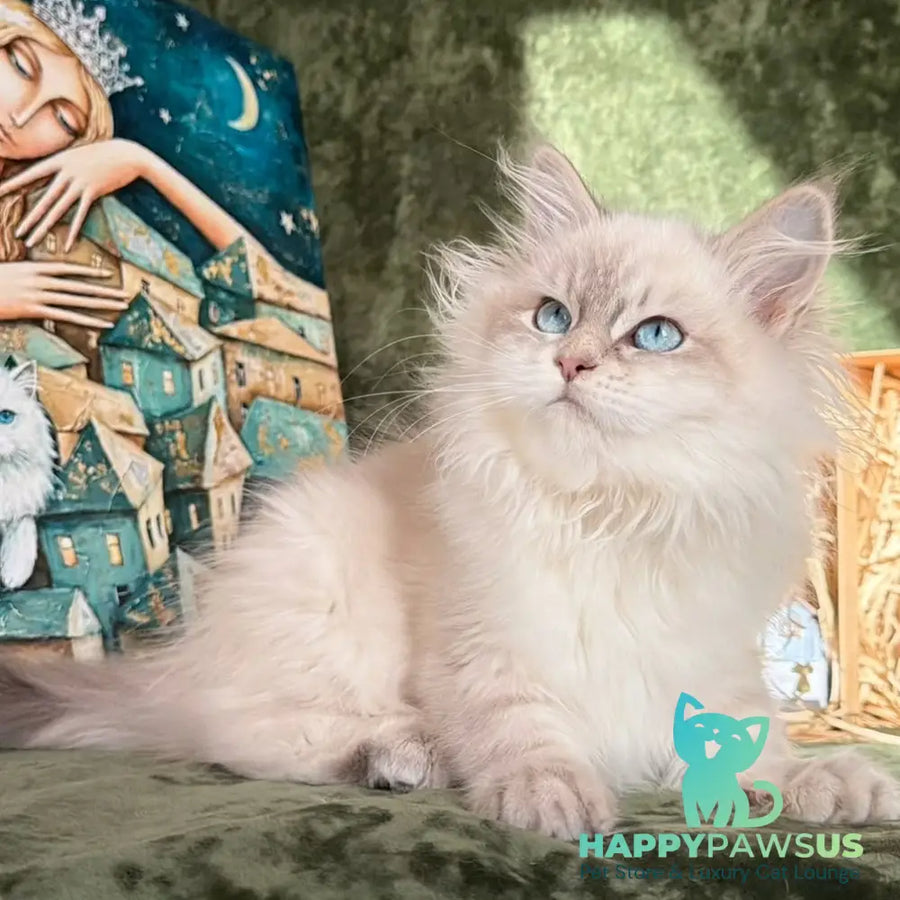 Raisa Siberian male blue tabby pointed - live animals