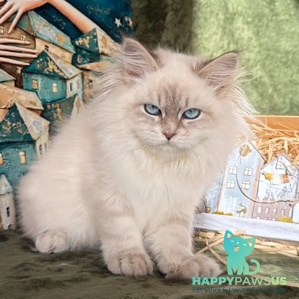 Raisa Siberian male blue tabby pointed - live animals