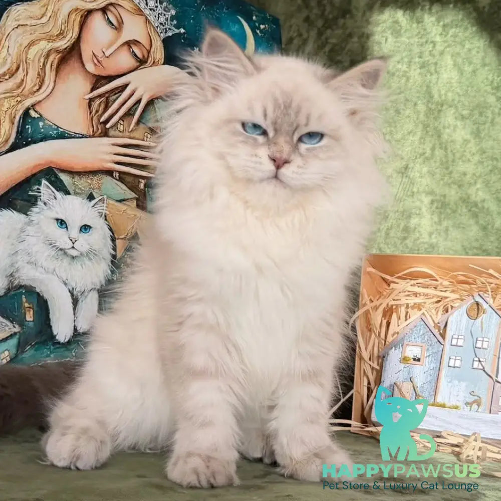 Raisa Siberian male blue tabby pointed - live animals