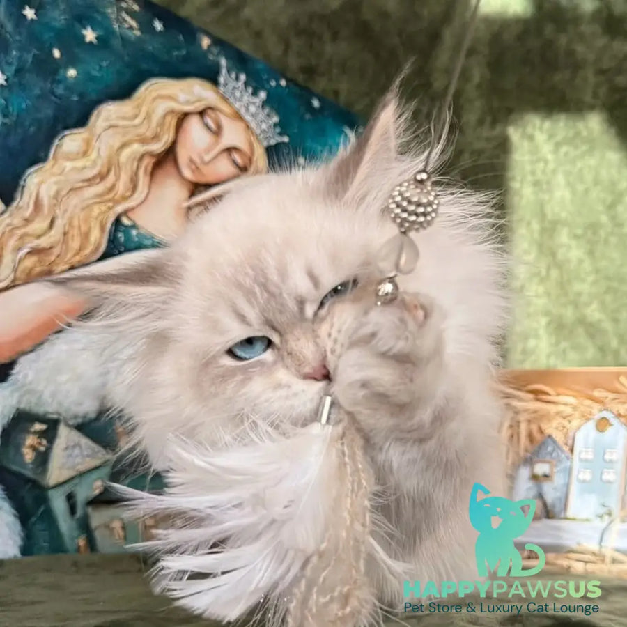 Raisa Siberian male blue tabby pointed - live animals