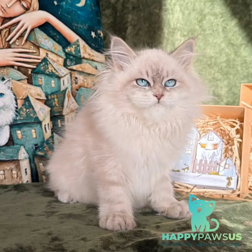 Raisa Siberian male blue tabby pointed - live animals