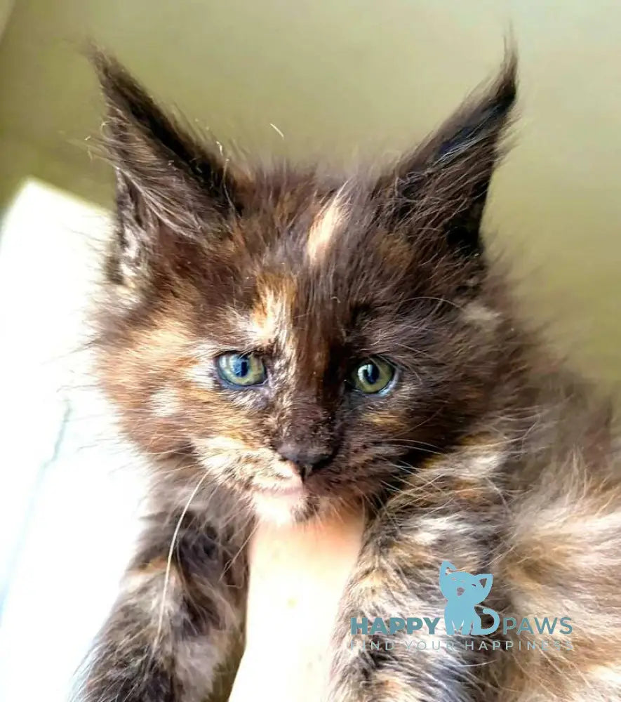 Rakel Maine Coon female black tortie live animals