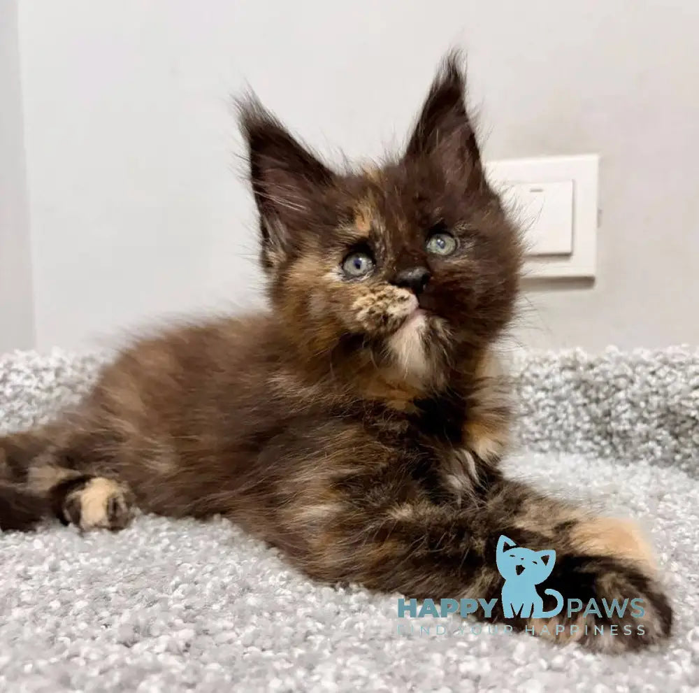 Rakel Maine Coon female black tortie live animals
