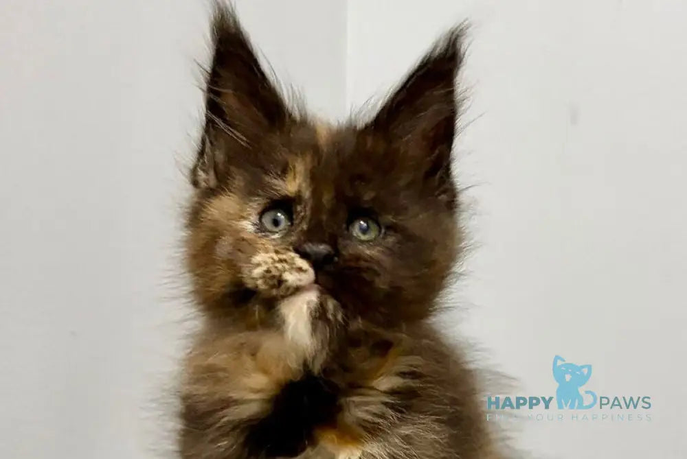 Rakel Maine Coon female black tortie live animals