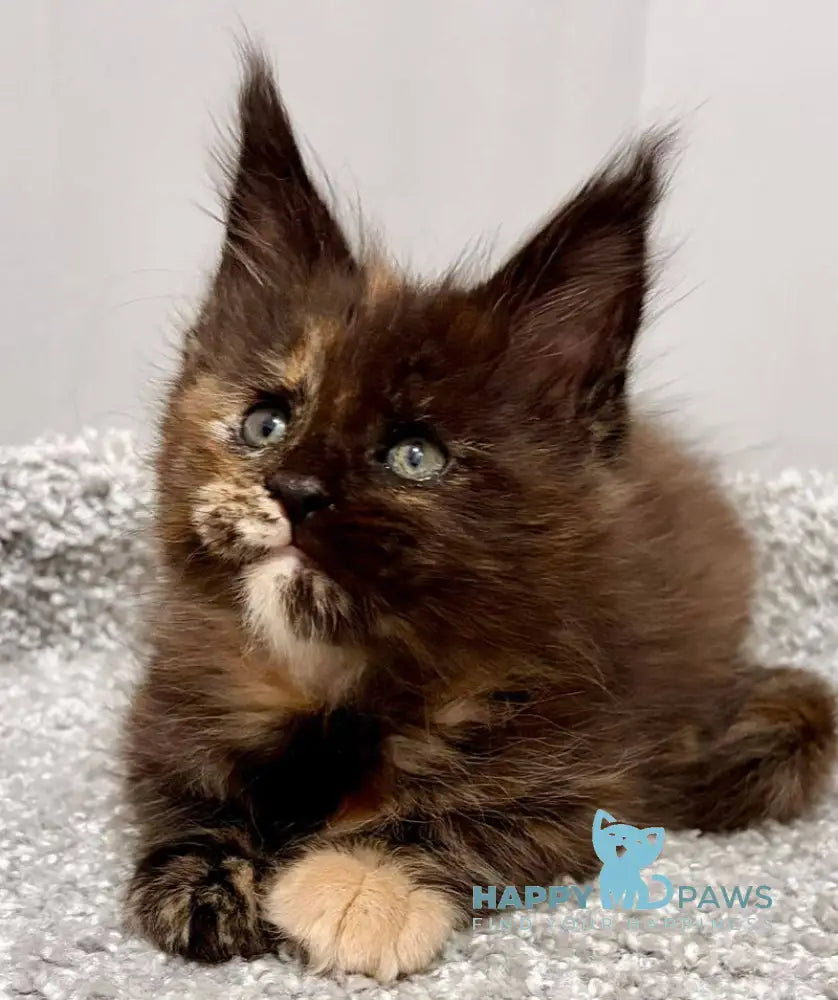 Rakel Maine Coon female black tortie live animals