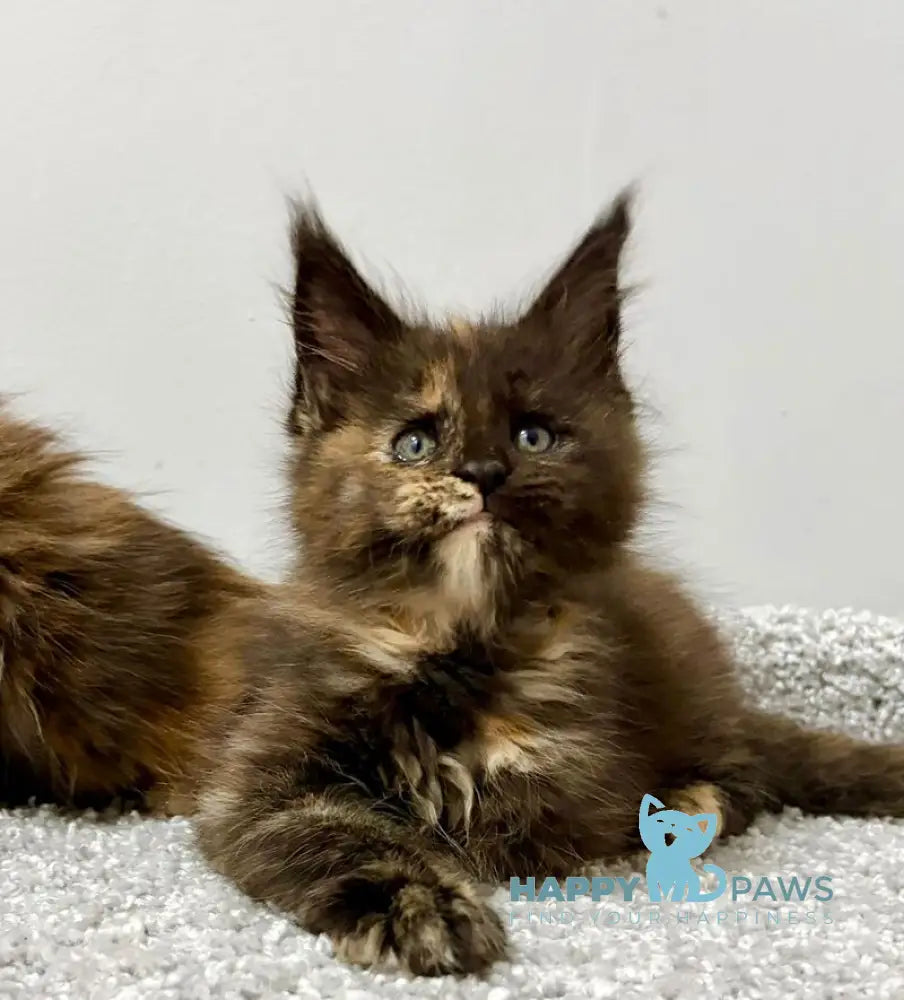 Rakel Maine Coon female black tortie live animals