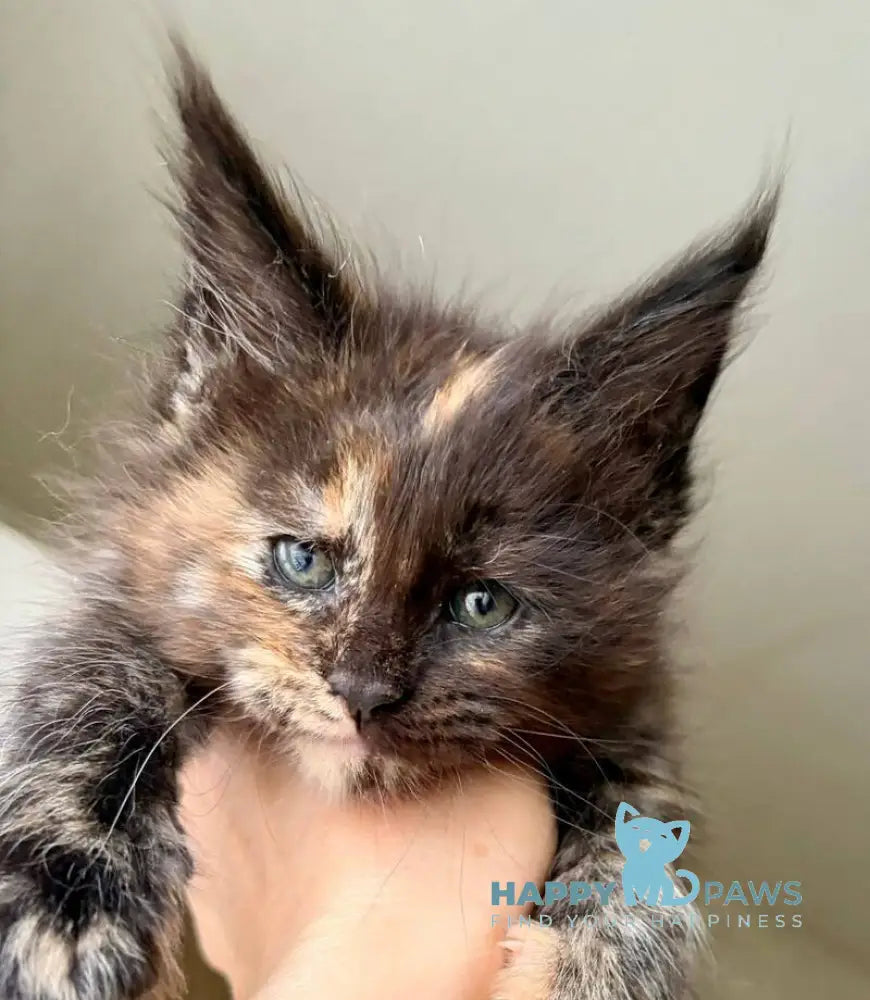 Rakel Maine Coon female black tortie live animals