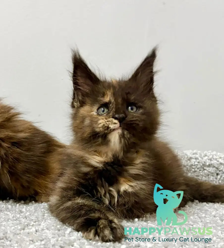 Rakel Maine Coon female black tortie live animals