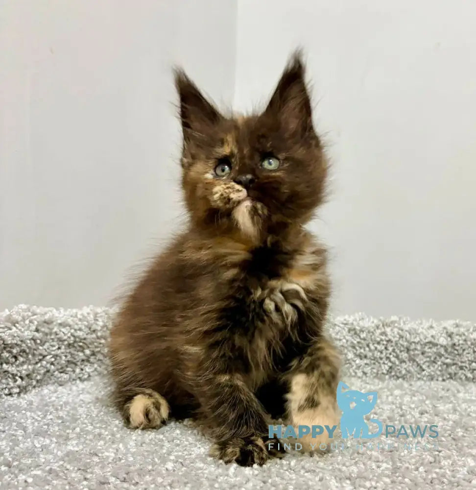 Rakel Maine Coon female black tortie live animals