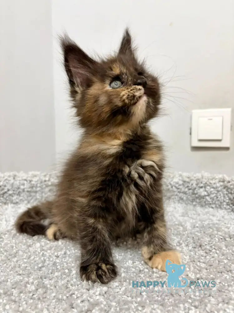 Rakel Maine Coon female black tortie live animals