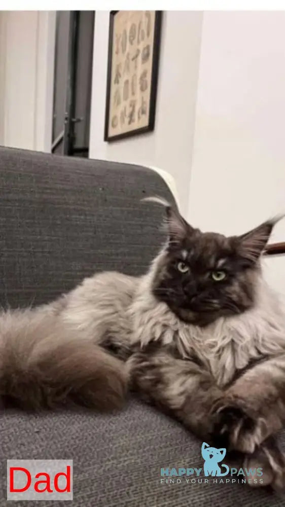 Rakel Maine Coon female black tortie live animals