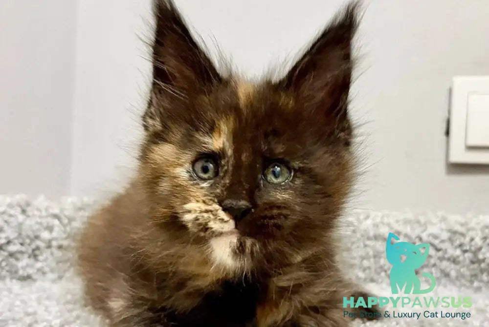 Rakel Maine Coon female black tortie live animals