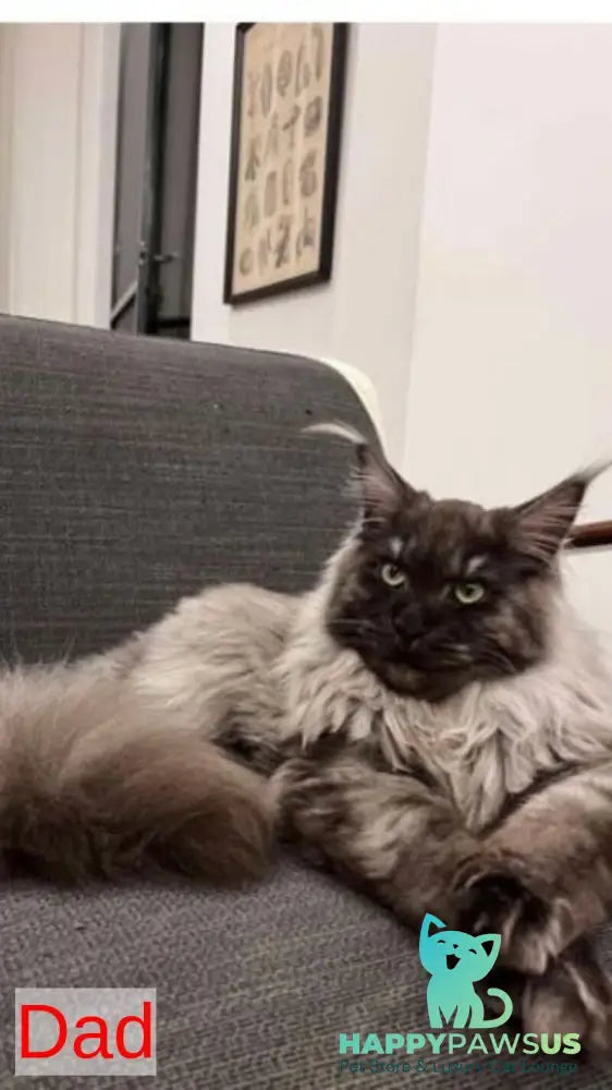 Rakel Maine Coon female black tortie live animals