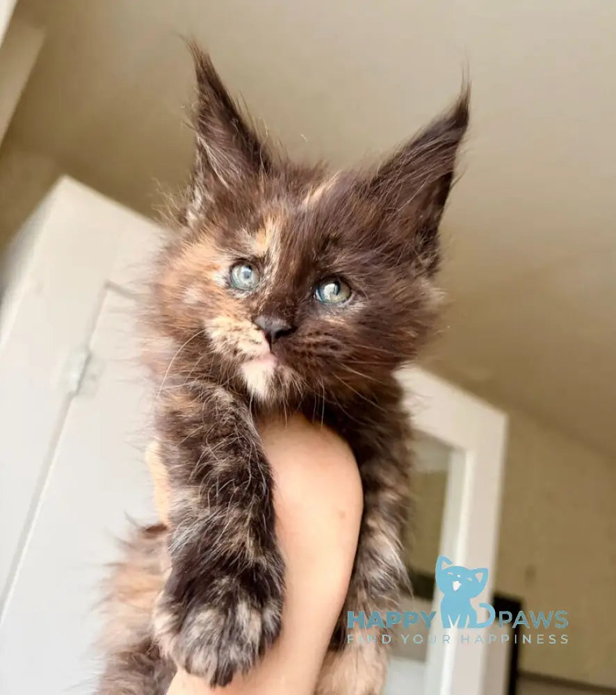 Rakel Maine Coon female black tortie live animals