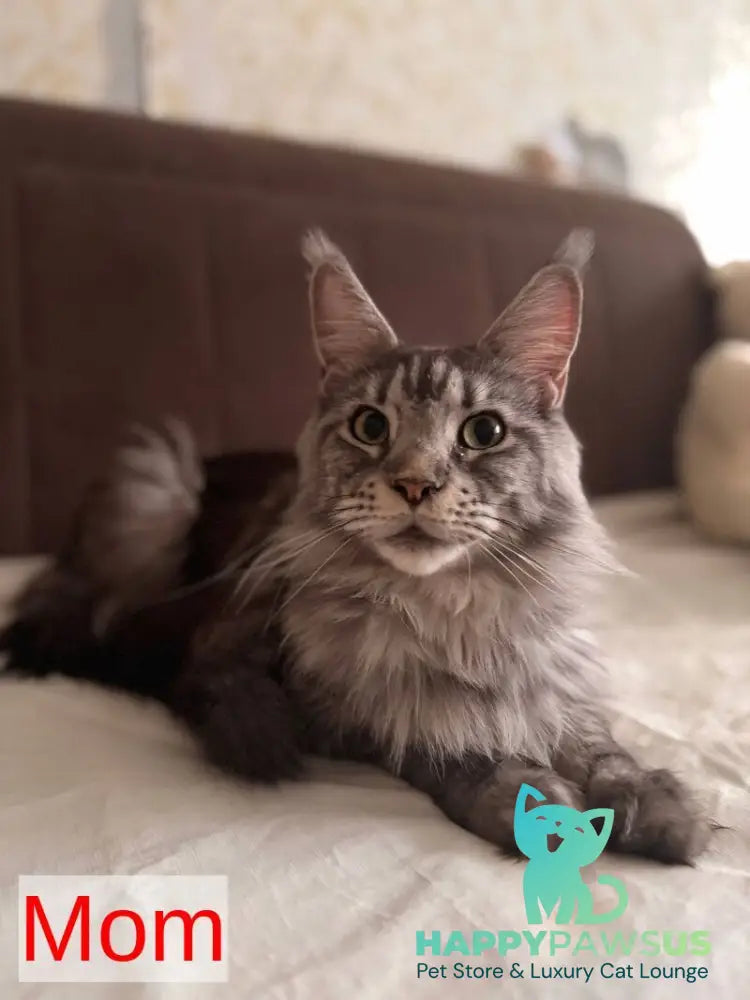 Rakel Maine Coon female black tortie live animals