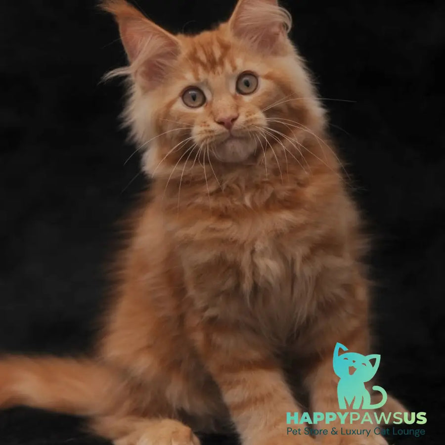 Rakel Maine Coon female red - live animals