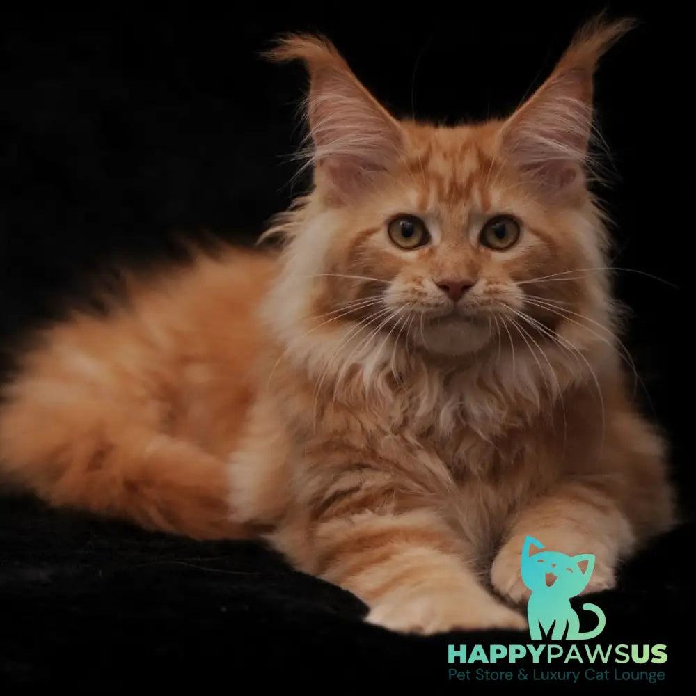 Rakel Maine Coon female red - live animals