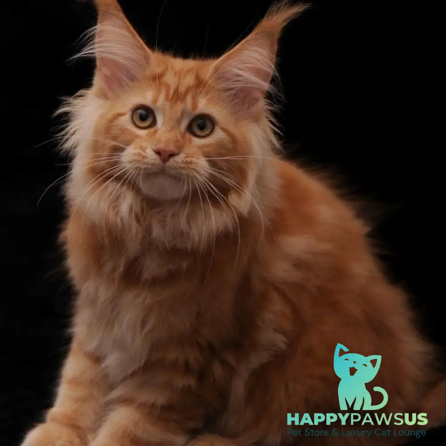 Rakel Maine Coon female red - live animals