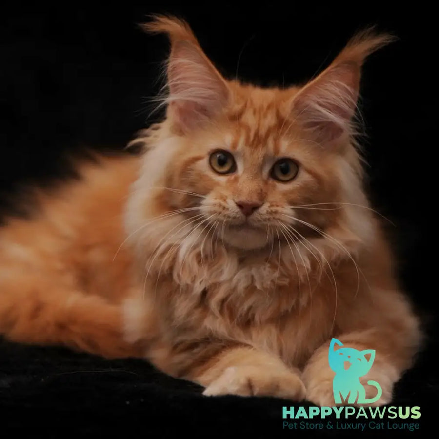 Rakel Maine Coon female red - live animals