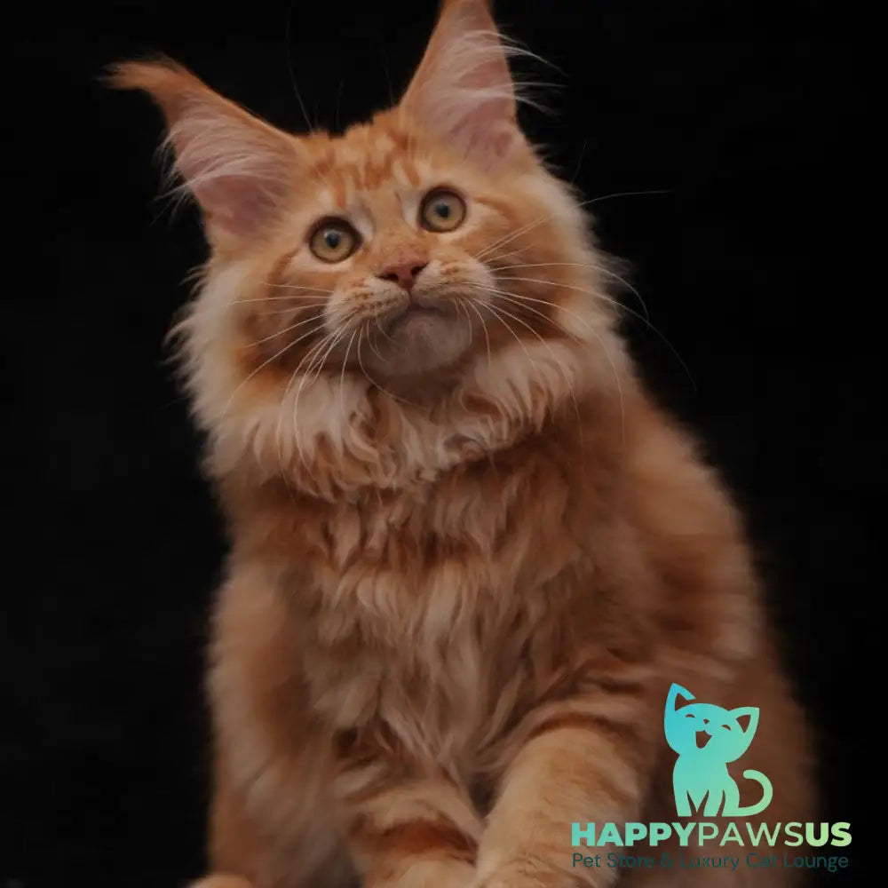 Rakel Maine Coon female red - live animals