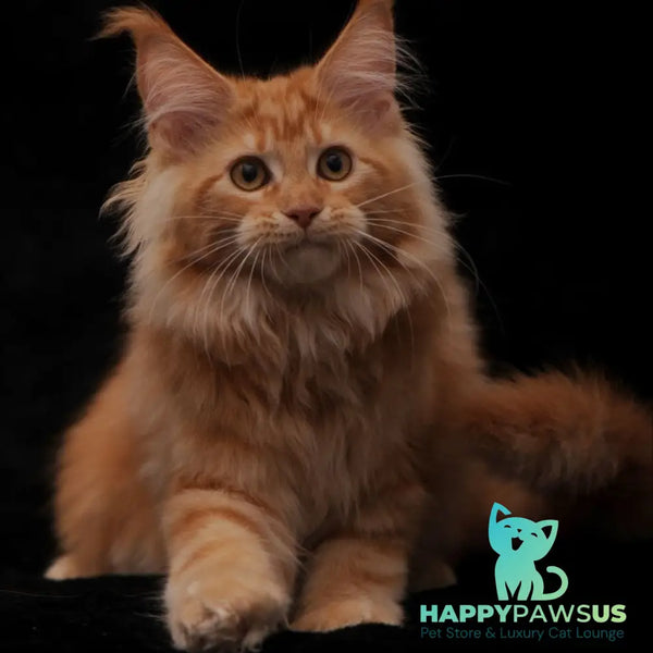 Rakel Maine Coon female red - live animals