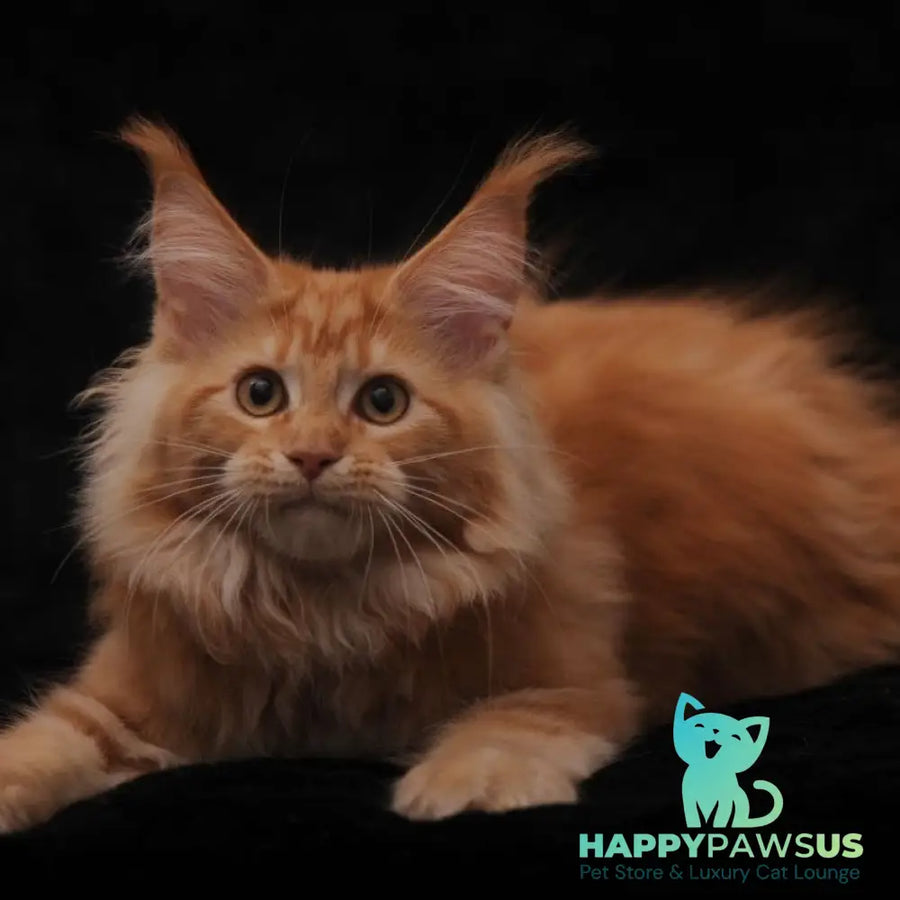 Rakel Maine Coon female red - live animals