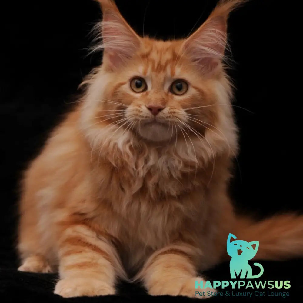 Rakel Maine Coon female red - live animals