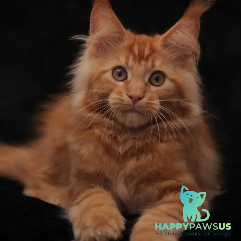 Rakel Maine Coon female red - live animals