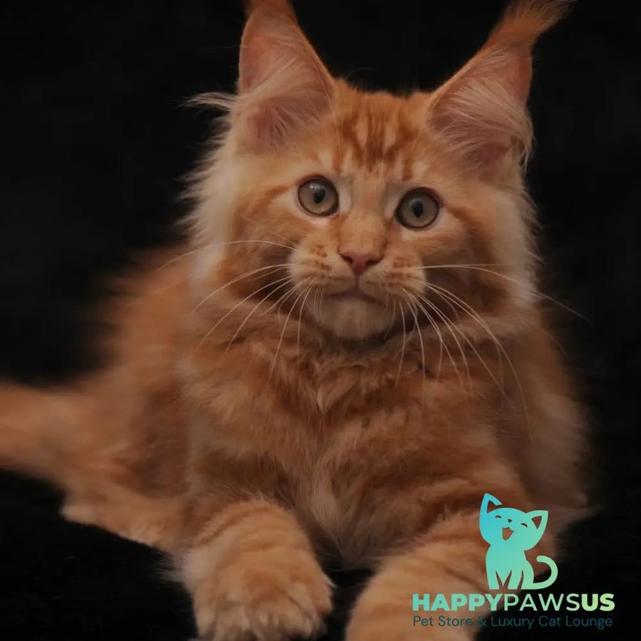 Rakel Maine Coon female red - live animals