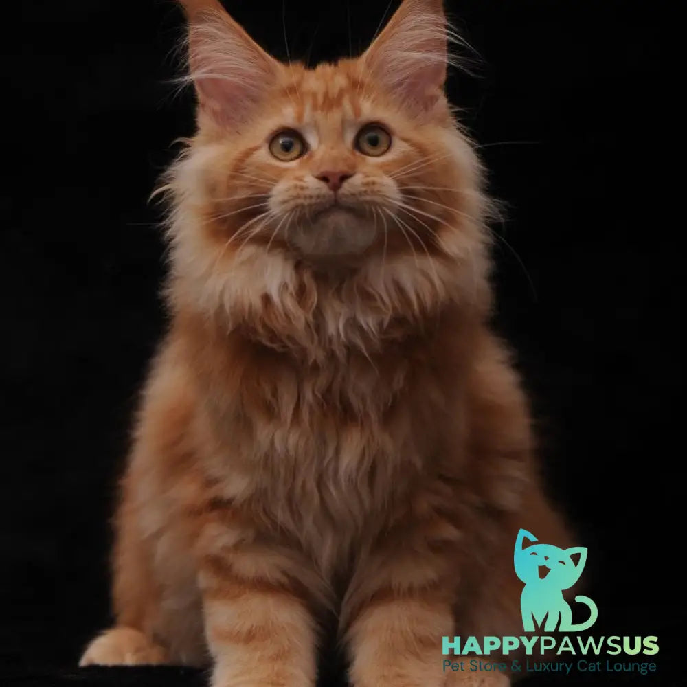 Rakel Maine Coon female red - live animals