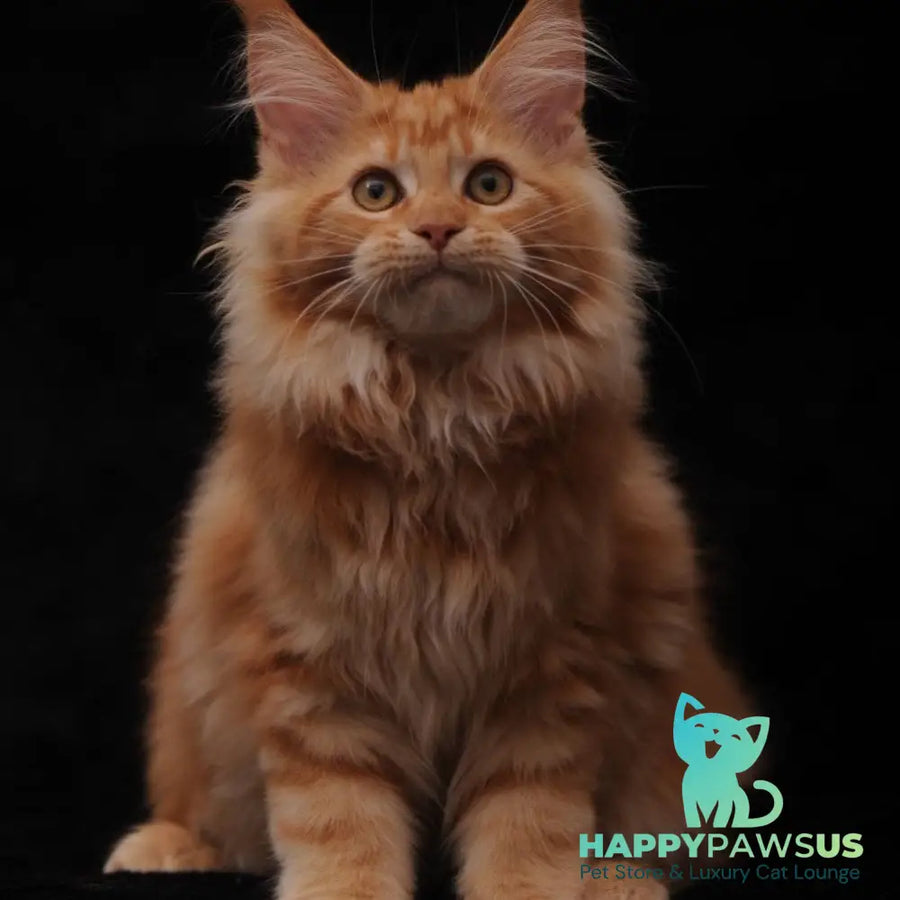 Rakel Maine Coon female red - live animals