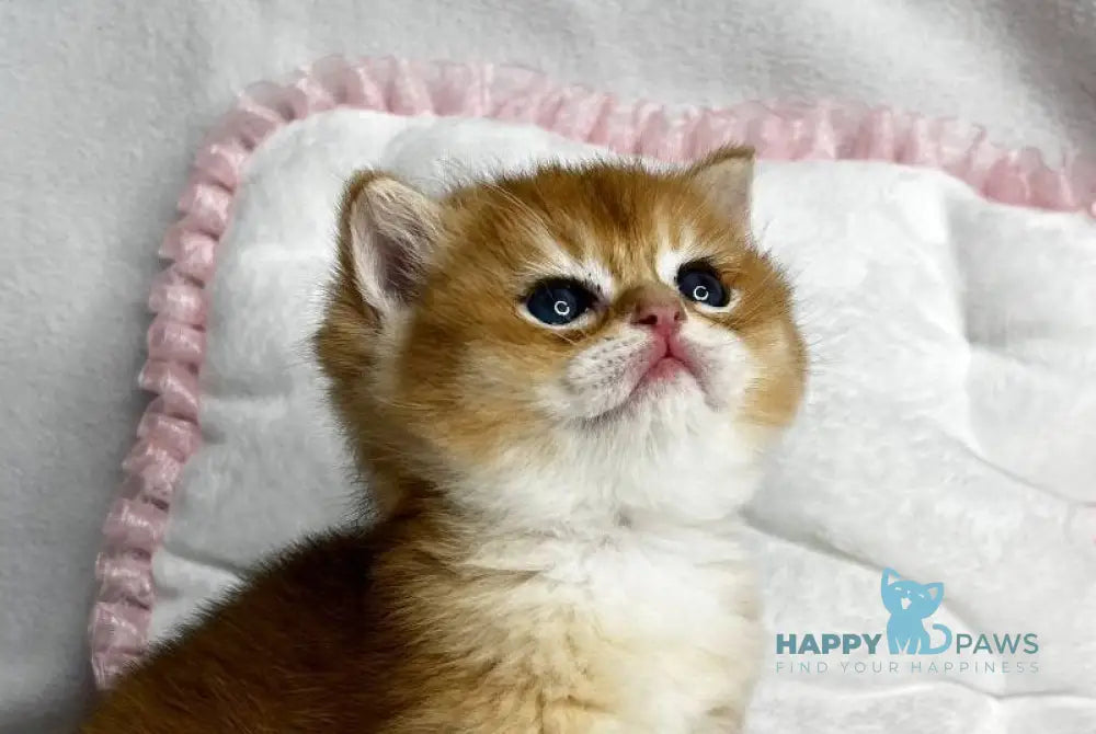 Ralf British Shorthair male black golden chinchilla live animals