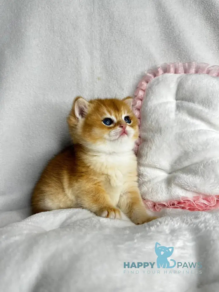 Ralf British Shorthair male black golden chinchilla live animals