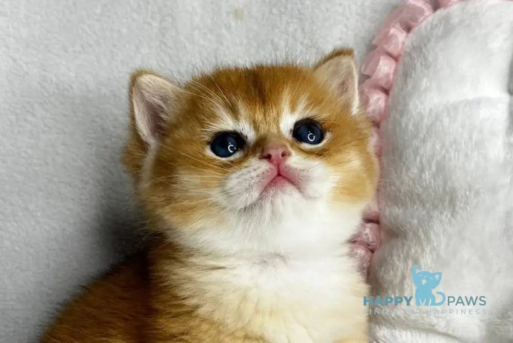 Ralf British Shorthair male black golden chinchilla live animals