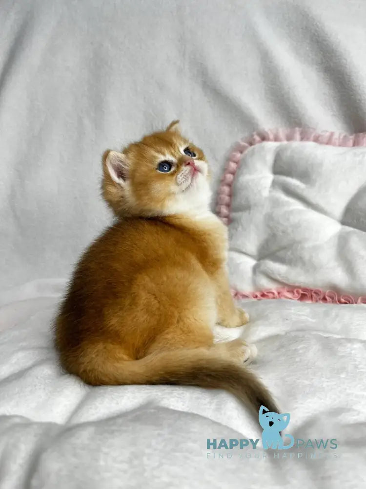 Ralf British Shorthair male black golden chinchilla live animals